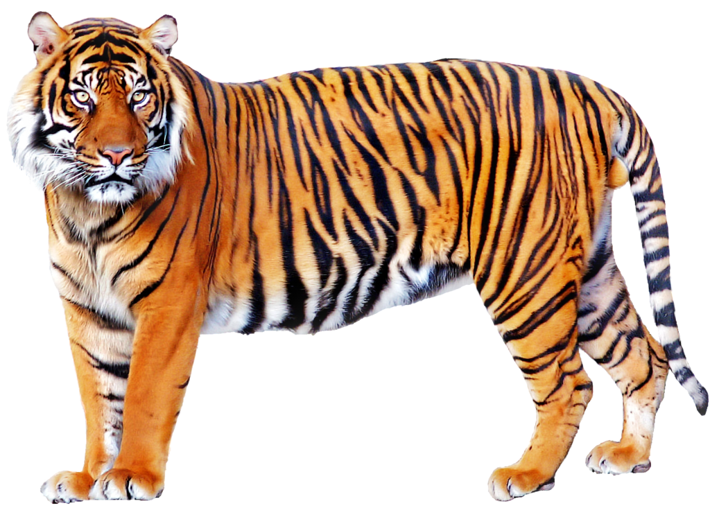 Tigers